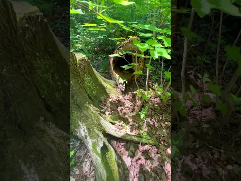 Hollow stump with moss growth