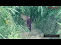Download Lagu Ma'rifat Syekh Siti Jenar menangkap petir