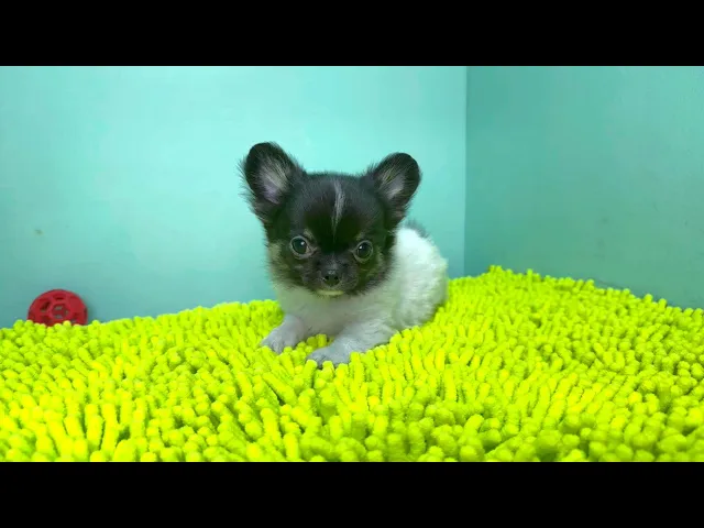 動画