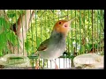 Download Lagu Suara pikat prenjak kepala MERAH GACOR ngalun Ngotot EMOSI pancingan orenjak merah gacor