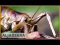 Download Lagu Saving New Zealand's prehistoric giant weta - earthrise
