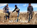 Lagu 1.300 AKKARAMAN KOYUNU ve 10 KANGAL KÖPEĞİ ile SÜLEYMAN GÜNEŞ @suleymangunespoyraztimi8032 #sivas