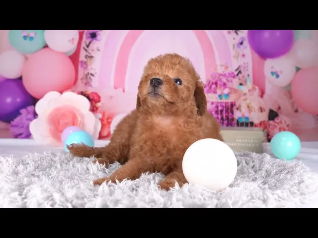 動画