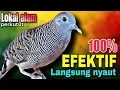 Download Lagu perkutut lokal suara pikat 100%paten