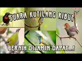 Download Lagu sura pikat kutilang ribut @kicau_Andalan