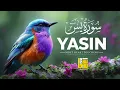 Lagu Surah Yasin (Yaseen) سورة يس Reading ✦ Calming Recitation for Sleep ✦ Qur'an Recitation For Sleeping