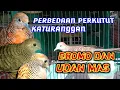 Download Lagu Perbedaan perkutut udan mas dengan perkutut  bromo
