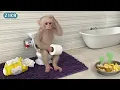 Lagu OMG!!! What did the monkey Zika do in the toilet? Full Version