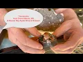 Thomsonite at Beaver Bay Agate Shop and a quick shop tour