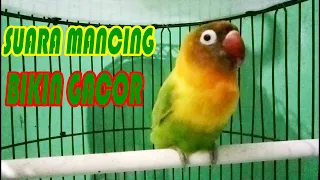 suara mancing burung lovebird berjeda rapat membikin gacor ke lovebird yang lain 