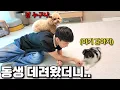Download Lagu 토리가 동생과의 첫 만남에서 물렸습니다..🚨