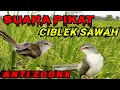 Lagu suara pikat ciblek sawah ribut (M\u0026R Kicau mania)