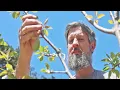 Get Fruit Trees to Grow Fast The FREE Way
