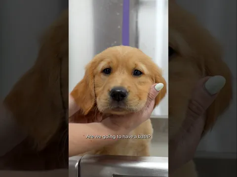 Name a More Cute Puppy..I'll Wait.