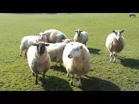 Download MP3 Baaaaaaaagh!! Funny sheep sound