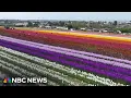 California flower fields attract thousands of visitors