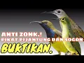 Download Lagu SUARA PIKAT SOGON DAN PIJANTUNG. ANTI ZONK.!