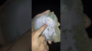 سبحان الله سمكة راي صغيرة سنعيدها الي بحر 