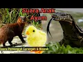 Download Lagu Suara Anak Ayam || Pemanggil Garangan
