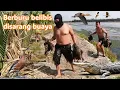Download Lagu Berburu belibis ditambak ikan