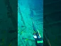 Download Lagu Het neerschieten en bergen van een 35 kilo wegende reuzentrevally (Ulua) op een diepte van 22 meter in een scheepswrak.