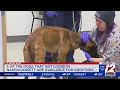 6 dogs that got loose in Narragansett are up for adoption