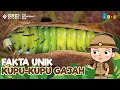 Download Lagu Fakta Menarik Kupu-Kupu Gajah - Ngengat yang Mirip Kupu-Kupu