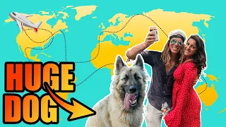 Traveling around the world with 100 pounds of fur