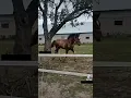 Download Lagu ☠️ #horse #equestrian #ponyride