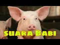 Download Lagu suara babi untuk anak anak