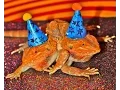 Two-headed bearded dragons are real