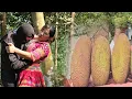 Download Lagu Single mother thought of a thousand plans - picking jackfruit in the forest