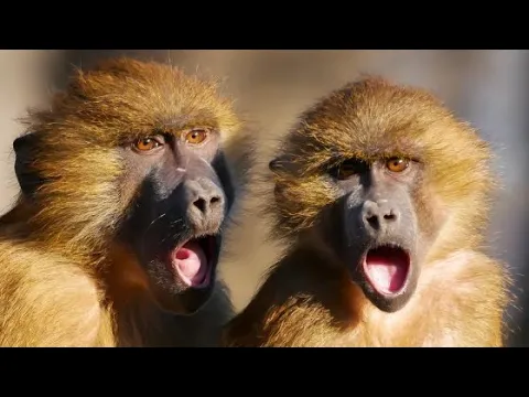 Download MP3 Monkey Sounds  |  Beautiful Monkey Sounds From Each Other