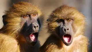 Monkey Sounds Beautiful Monkey Sounds From Each Other 