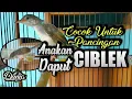 Download Lagu SUARA Anakan CIBLEK Gacor, PANCING Anakan ciblek.