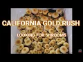 California Gold Rush Looking For Shrooms