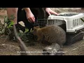 Smiley New Male Quokka Appointed Head of Good Vibes