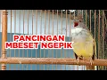PASTI LANGSUNG EMOSI JENGGOT MANAPUN DENGAR JERITAN CUCAK JENGGOT INI