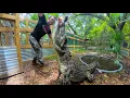 Download Lagu Petting my saltwater crocodile! Hand feeding! 