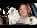 Download Lagu GETTING MY DREAM PET *first 72 hours with baby mini lop bunny*