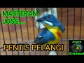 SUARA BURUNG PENTIS PELANGI