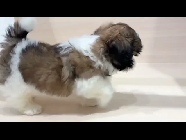 動画