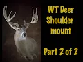 Deer Taxidermy Shoulder mount Part 2 of 2 Semi sneak Sweep