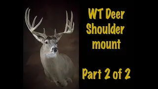 Deer Taxidermy Shoulder mount Part 2 of 2 Semi sneak Sweep