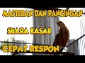 Download Lagu CEPAT NYAUTNYA, PANCINGAN ANIS MERAH SUARA KASAR