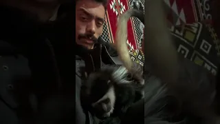 بتهددني أنا يابن السوده    شمس نبوي مصر       ملكه العقبان ف مصر      دندنها