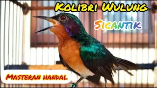 Download Suara Burung Masteran Murai Batu || Kolibri Wulung Gacor MP3