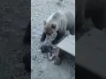 Dogs unite to protect puppies against bear in tense standoff