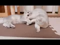 The kitten is adorable—it gets lonely when apart from you and immediately snuggles back up.