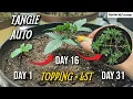 How I Grow E11 - Topping and LST